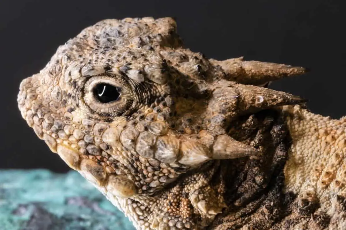 Texas Horned Lizard
