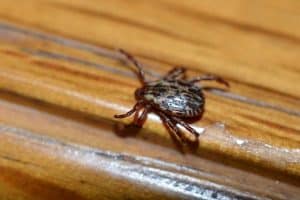 5 Types of Ticks in West Virginia (Pictures)