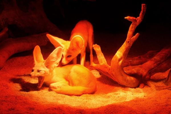 The Fennec Fox