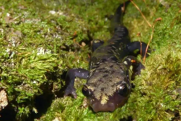 Wehrle’s Salamander 