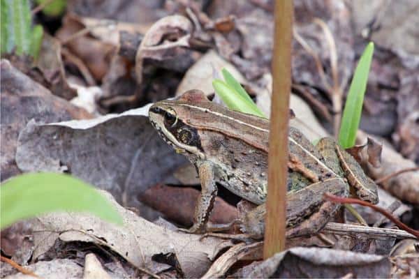 Wood Frog