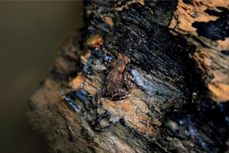 8 Wood Frog Adaptations (Interesting Facts) The Critter Hideout