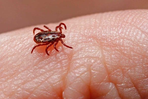 american dog tick