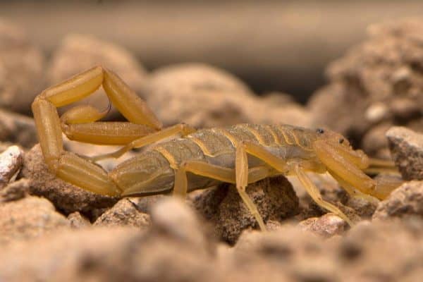 Arizona Bark Scorpion Crawling