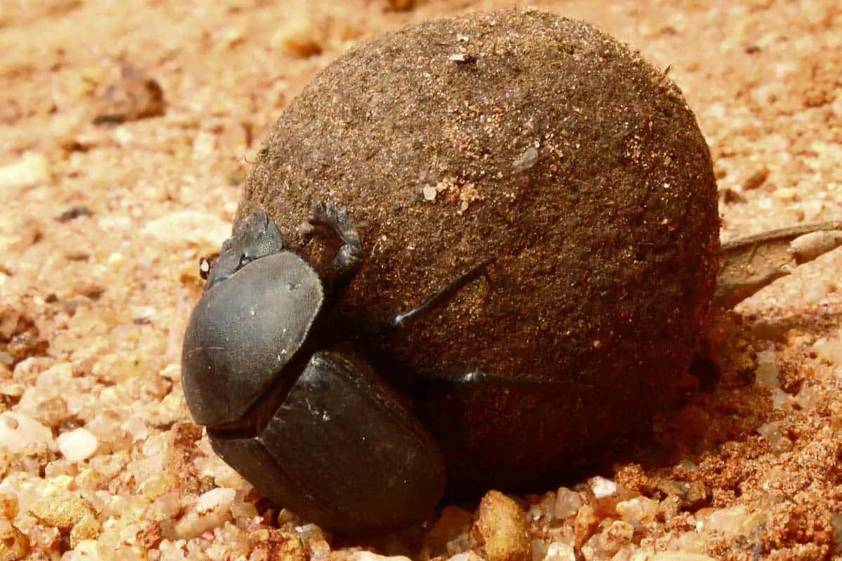 large dung ball with beetle