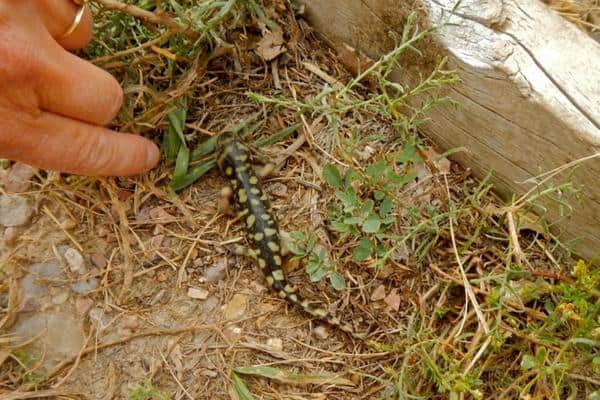 Blotched Tiger Salamander