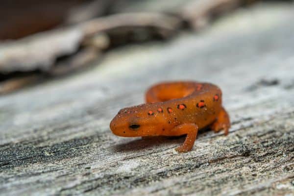 Broken-striped Newt