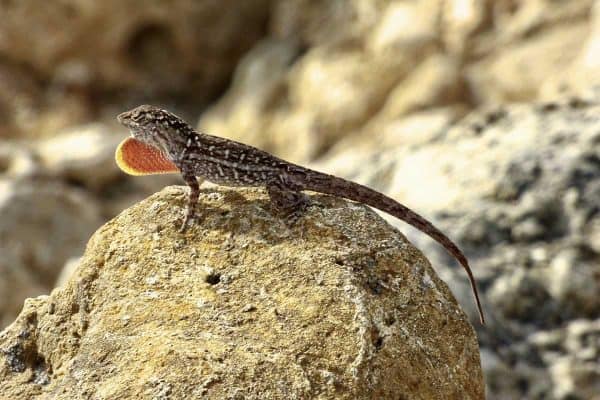 brown anole