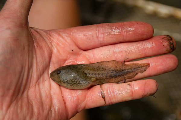 bullfrog tadpole