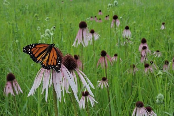Butterfly monarch field