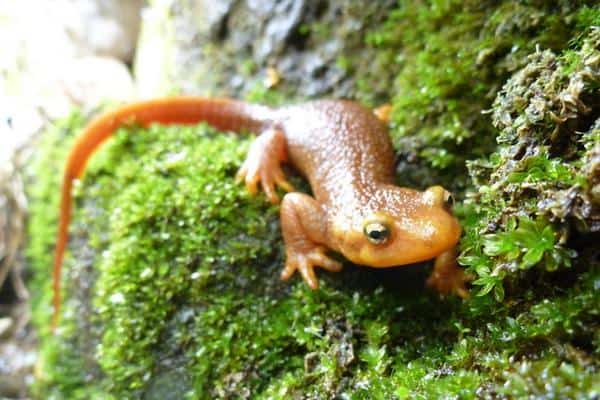 California newt on moss