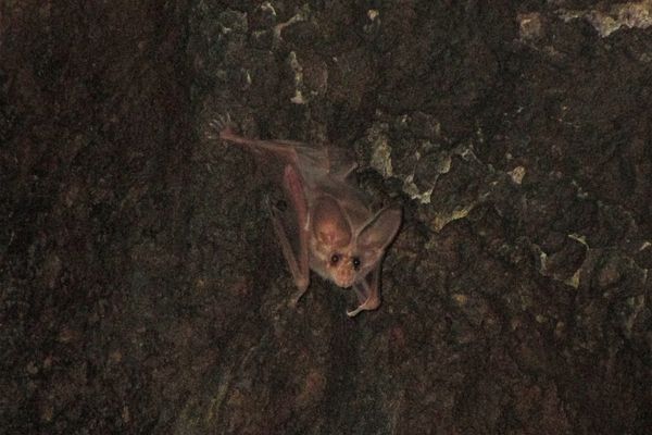California Leaf-nosed Bat