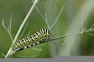 Is a Caterpillar an Insect? (Answered)