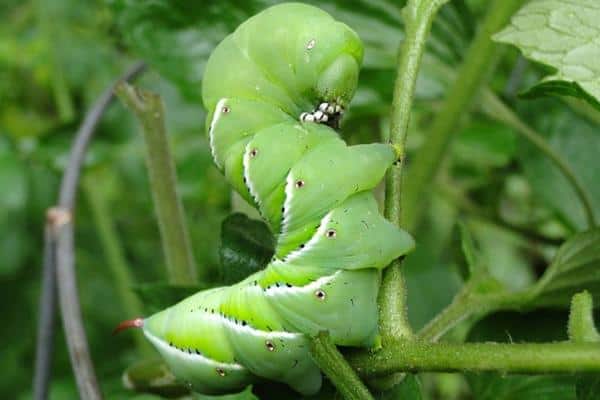 Caterpillar on a plant