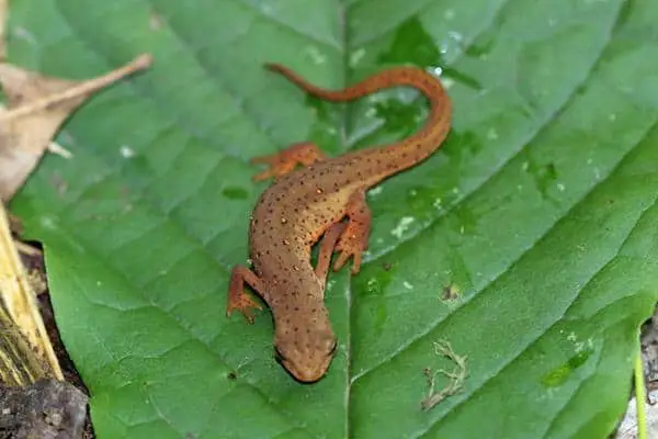 Central newt on a leaf