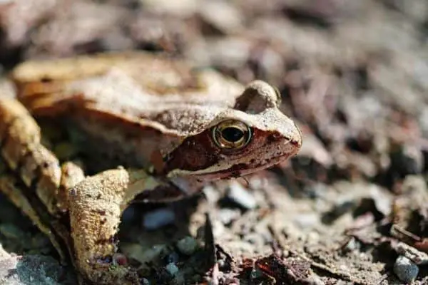 Close-up image of wood frog