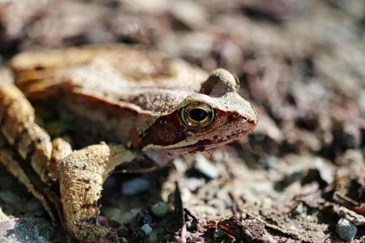 15 Interesting Facts About Wood Frogs - The Critter Hideout