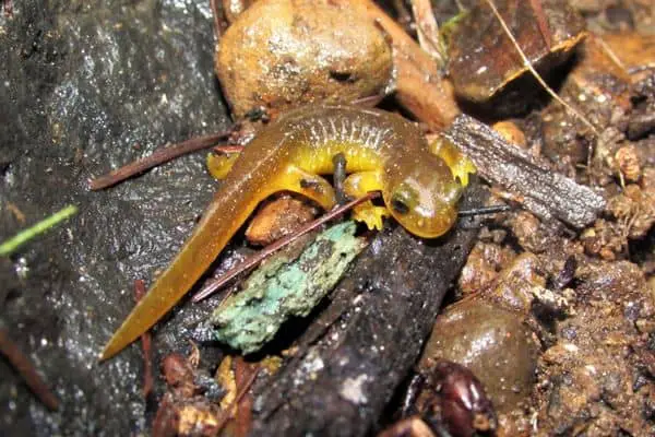 Columbia torrent salamander in moist land