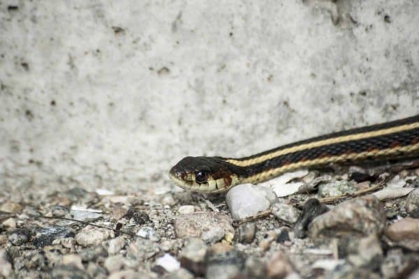 garter snake