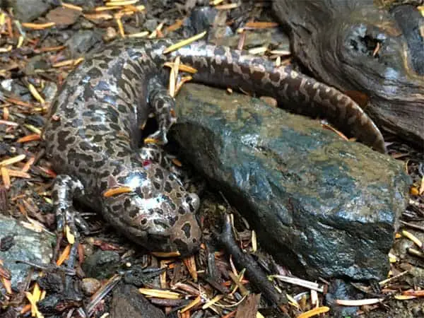 Cope's giant salamander