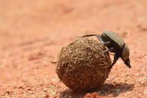 How Strong Are Dung Beetles? (Answered)