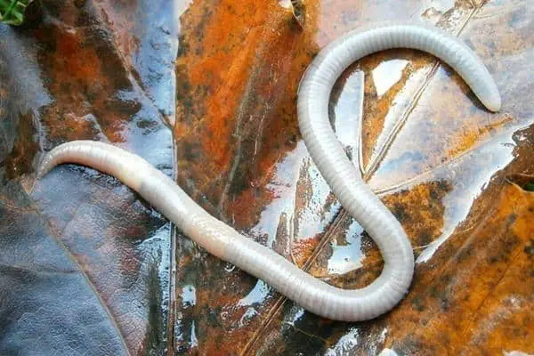 Earthworm on a dried leaf