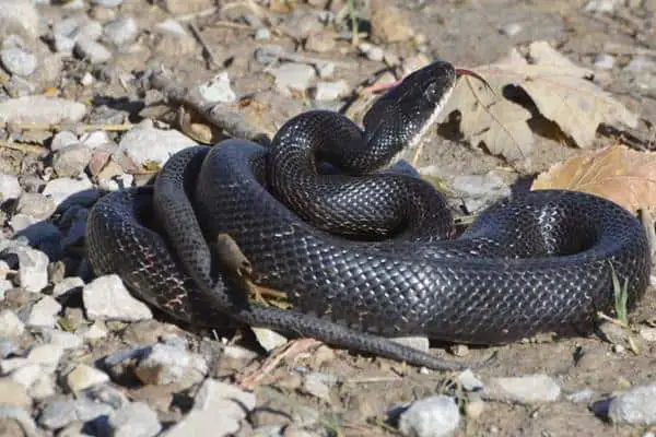 Easter Rat Snake