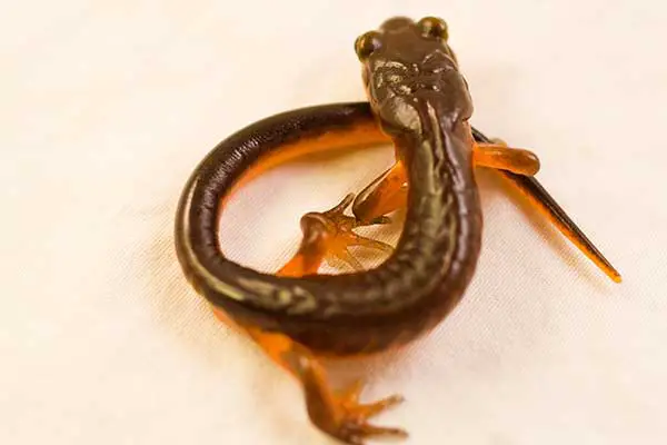 Ensatina Salamander in California