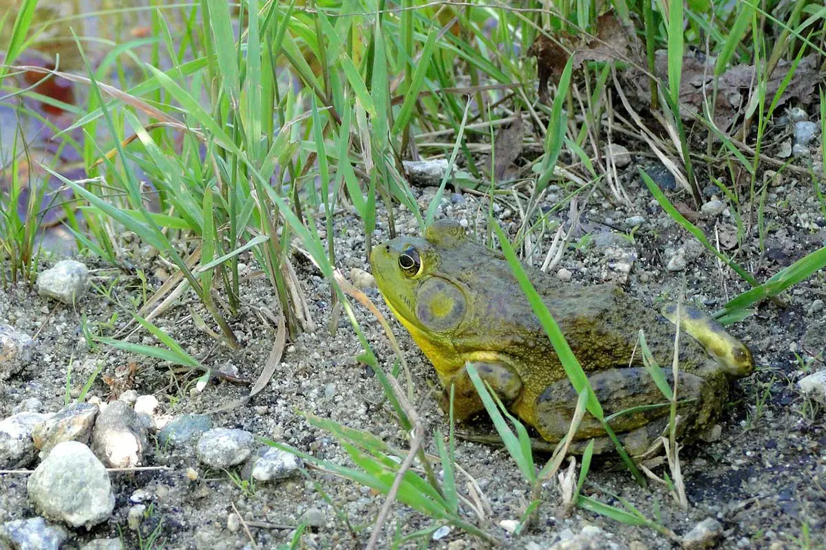 large bullfrog