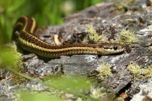 5 Types of Snakes with Yellow Stripes