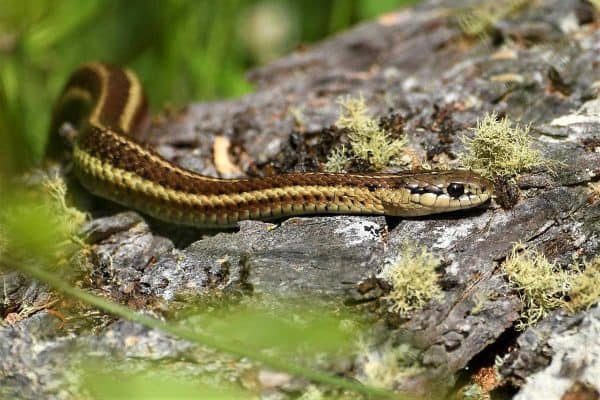 garter snake