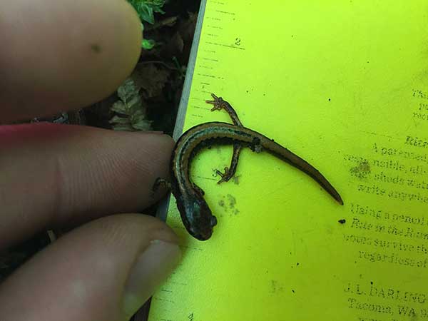 Larch Mountain Salamander