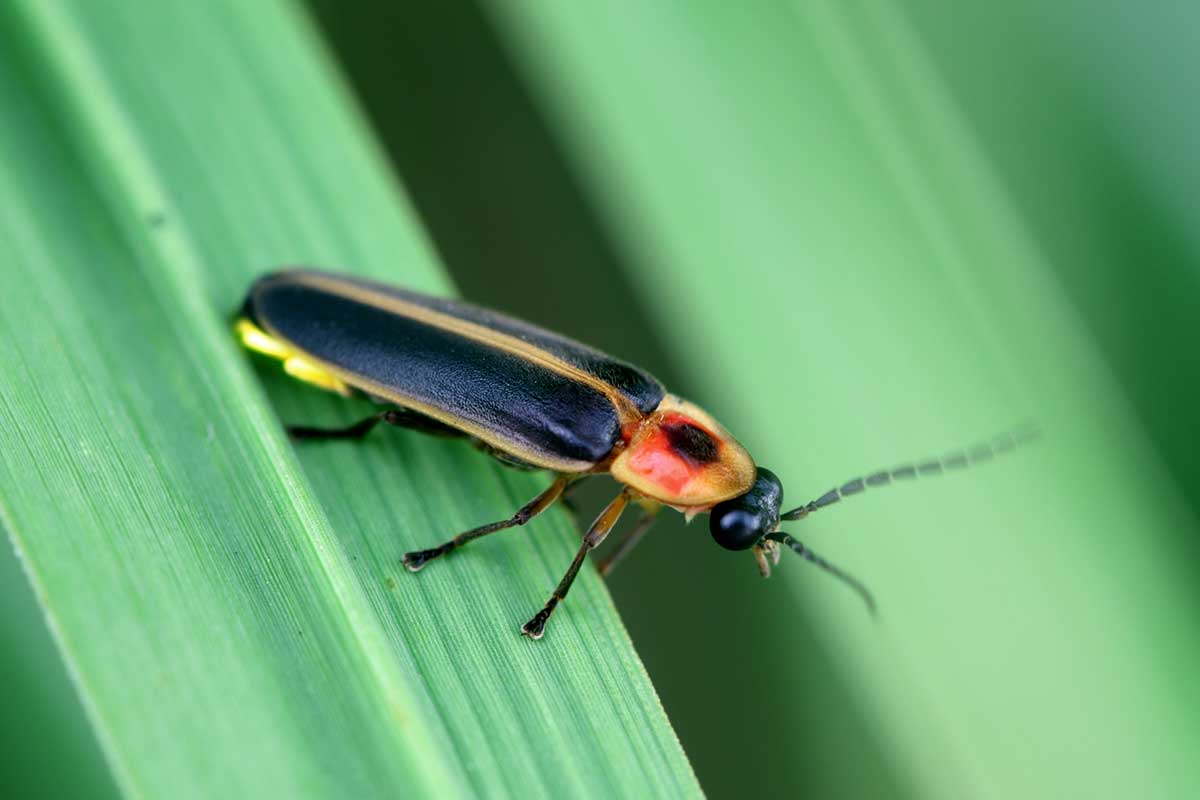 What Do Lightning Bugs Look Like During The Day