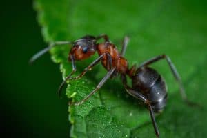 How Strong Are Ants? (Answered + Examples)