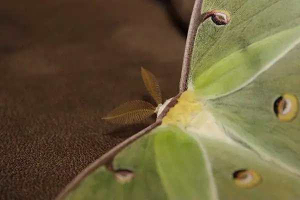 up close luna moth