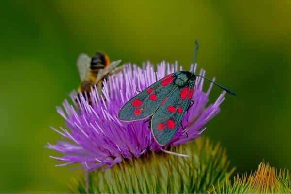 Moths are insects during immature stage