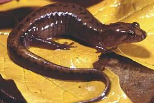 Mountain Dusk Salamander on a dried leaf