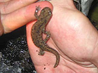 Mt Lyell salamander