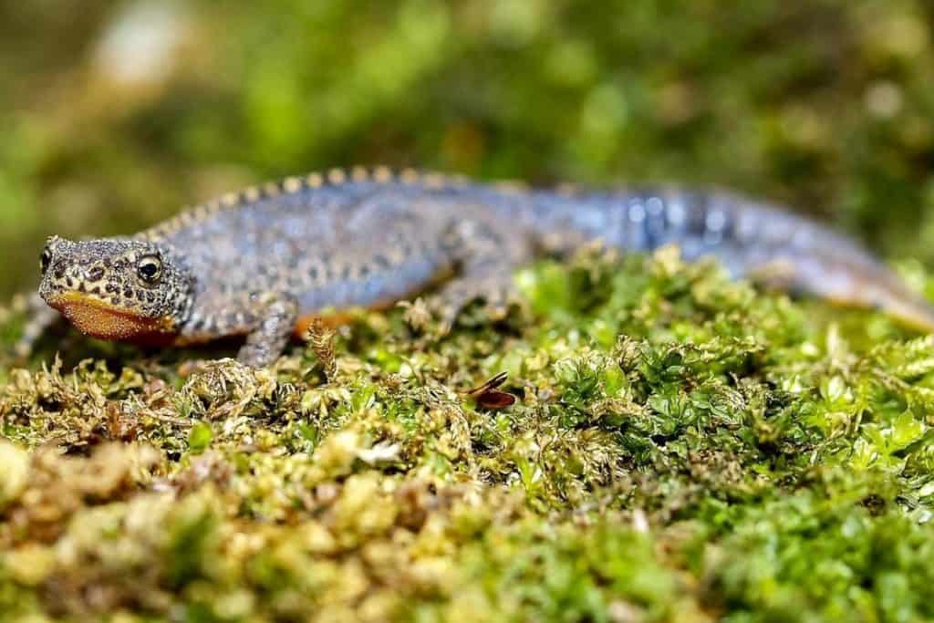 10 Types of Newts in North America (With Pictures) The Critter Hideout