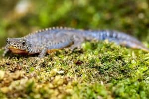 Are Newts Poisonous to Touch?