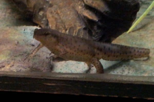 Peninsula Newt on the rock