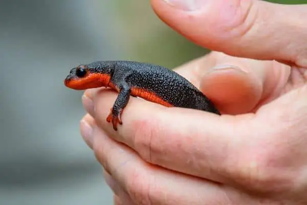 Red-bellied newt being held