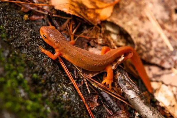 Red-spotted newt on wet log