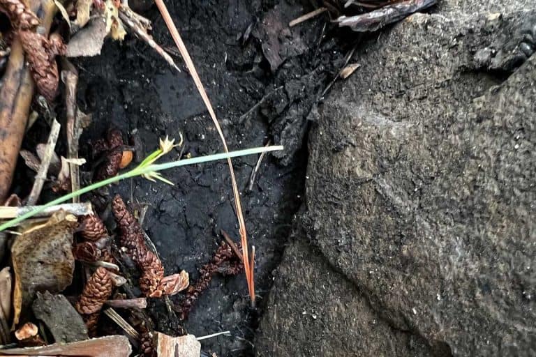 10 Animals That Live Under Rocks (With Pictures) The Critter Hideout