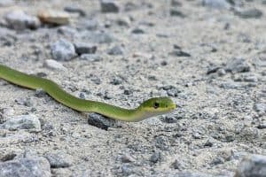 Types of Green Snakes in North Carolina