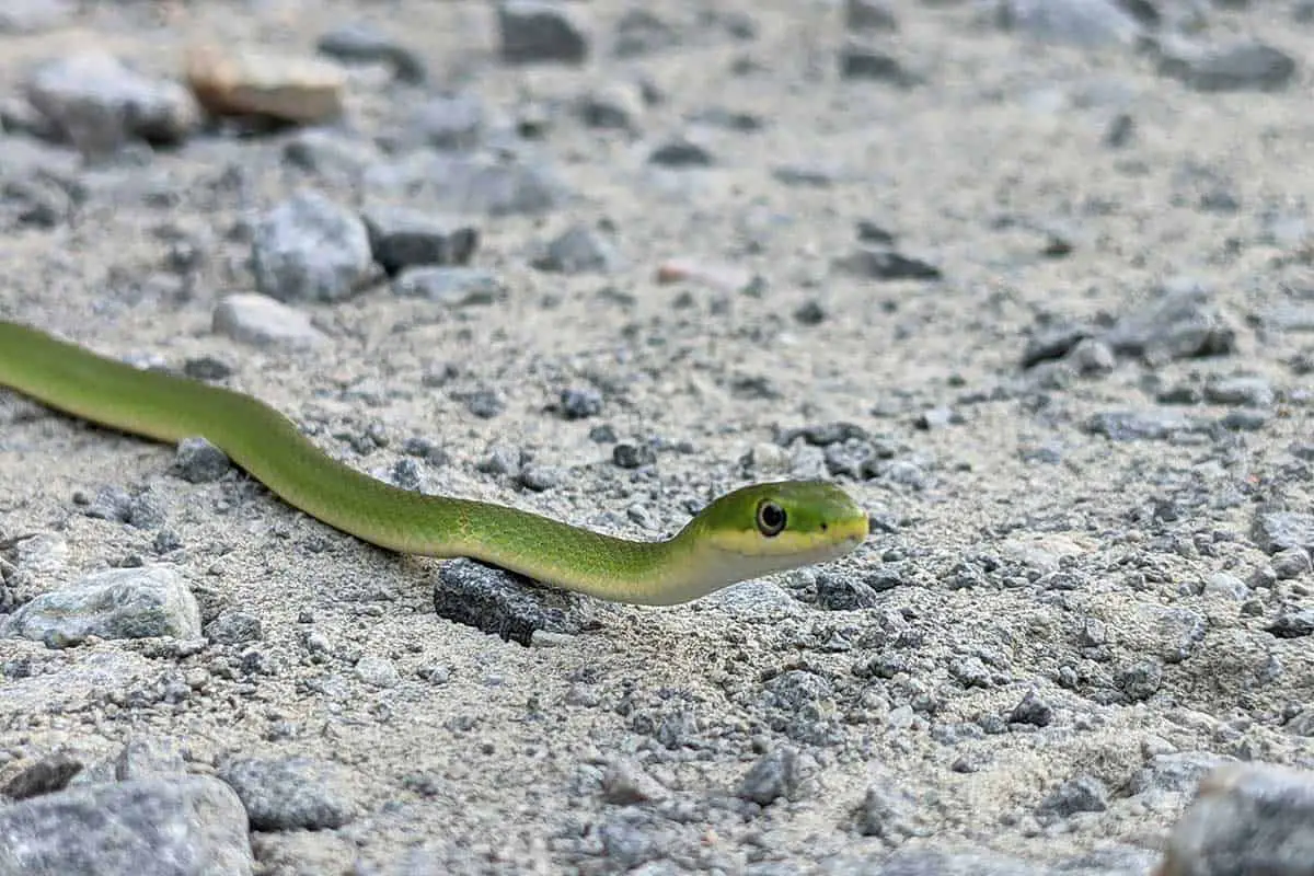 rough green snake