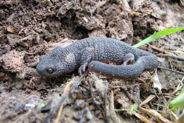 Rough skinned newt