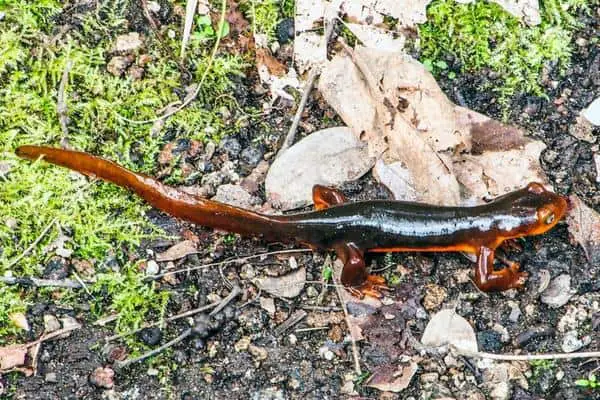 Sierra newt