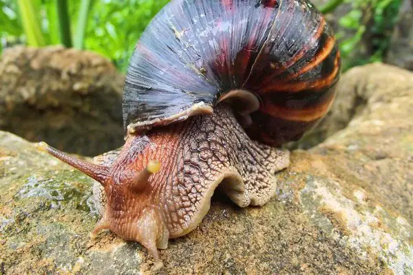 Giant African snail