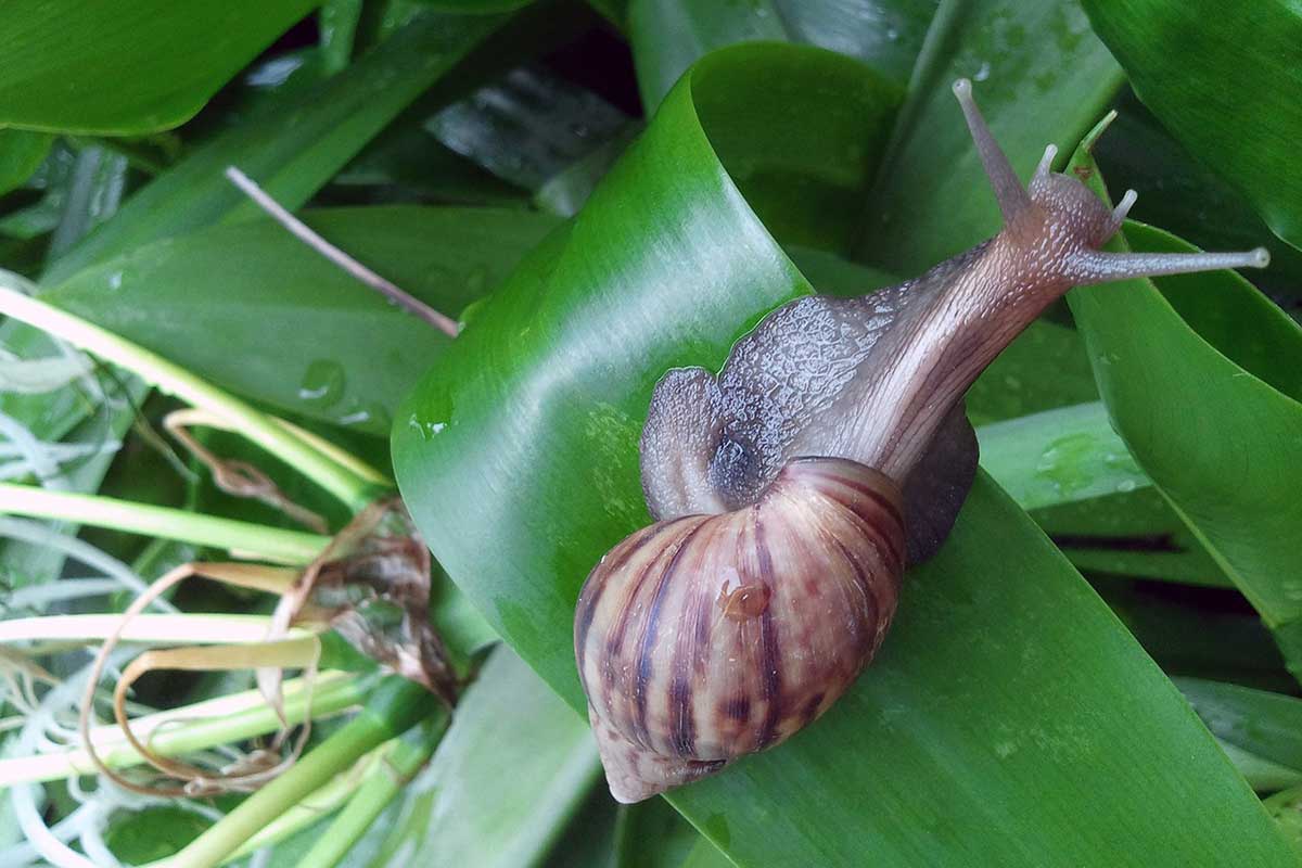 snail with neck extended